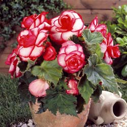 Begnia Dobrada 'Bouton de rose'